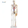 Hot Selling Medical Plastic Human Skeleton