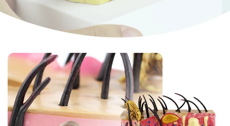 9  Dog Skin Model.jpg