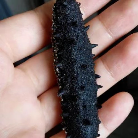 
Dried and Frozen Sea Cucumbers Cleaned 