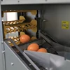 Automatic egg collect system for farm equipment