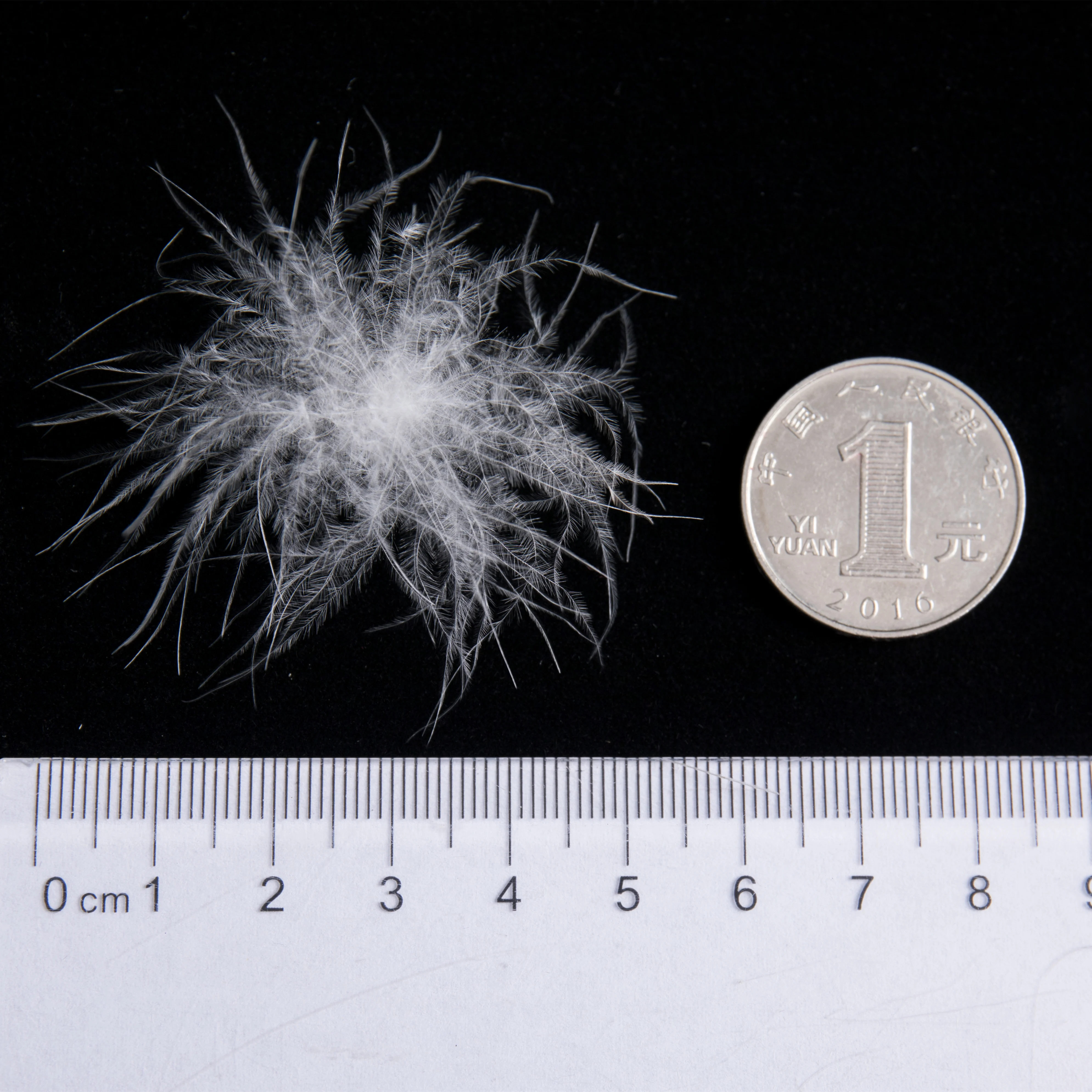 
2019 Hot Sale 95% General White Feather Muscovy Duck Wash Down For Jacket 