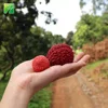 Plant farm wholesale fruit seedling Litchi chinensis Emperor Lychee Tree sapling