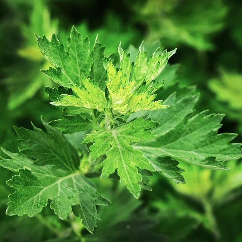 
500g/bag wild wormwood leaves mugwort leaves moxa foot soak bath 