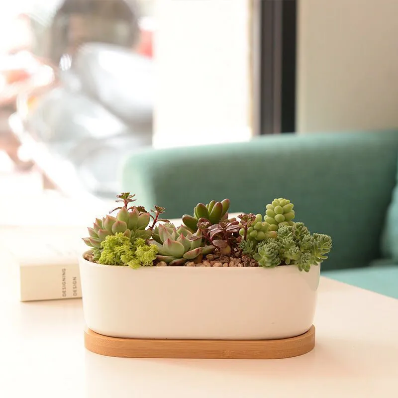 

White Porcelain Succulents Green Plants Flower Pot With Bamboo Tray Creative Office Tabletop Planter Concise Vase Home Decor