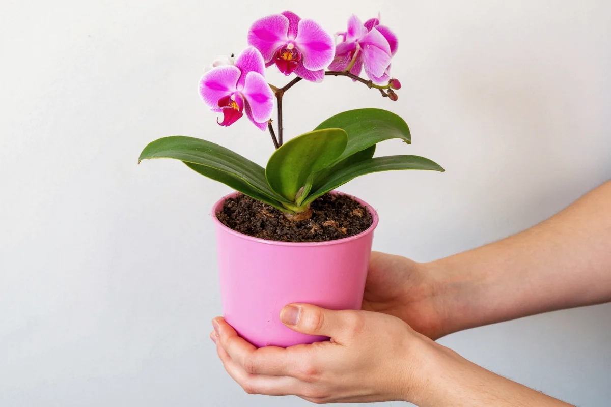 how to plant orchid plant