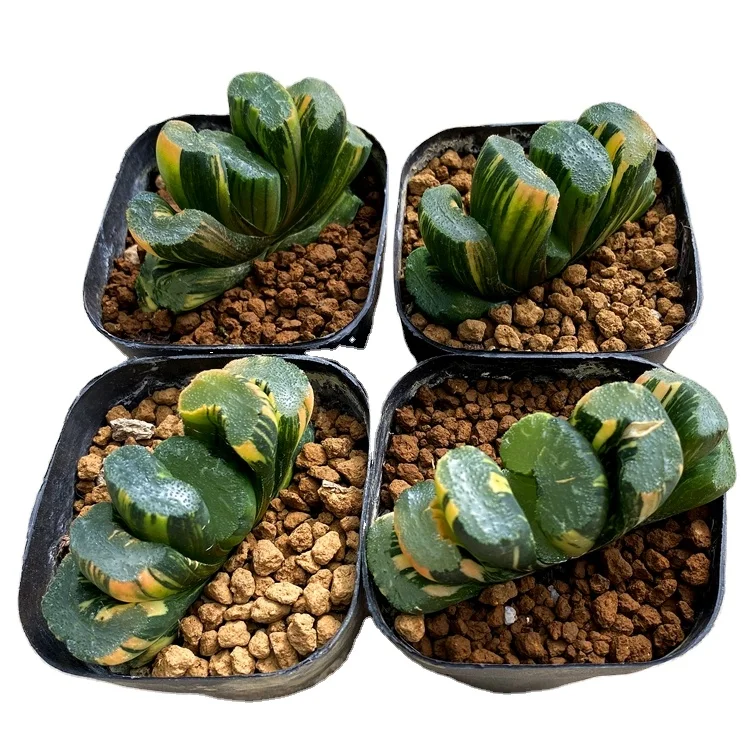 
Wholesale Succulent The Hotel Haworthia Truncata Variegata Beizai 