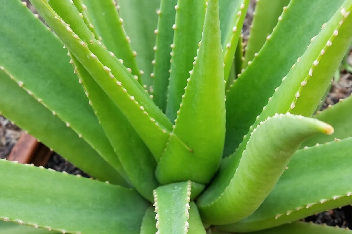 can aloe vera plants survive outside