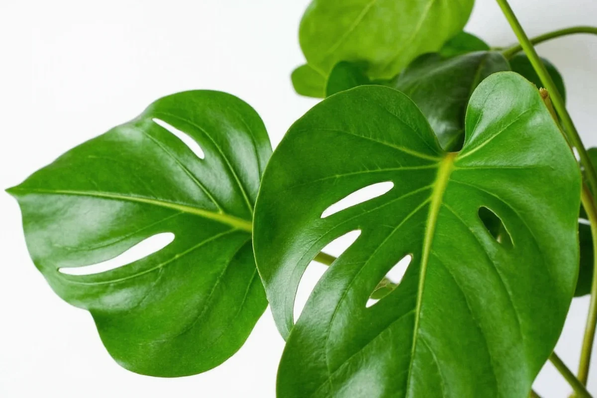 is the monstera plant good luck