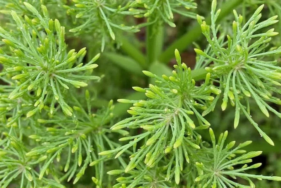 Close-up view of bronze fennel's distinctive purple foliage and feathery fronds