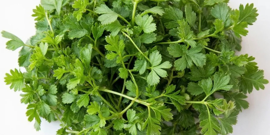 Medieval depiction of chervil