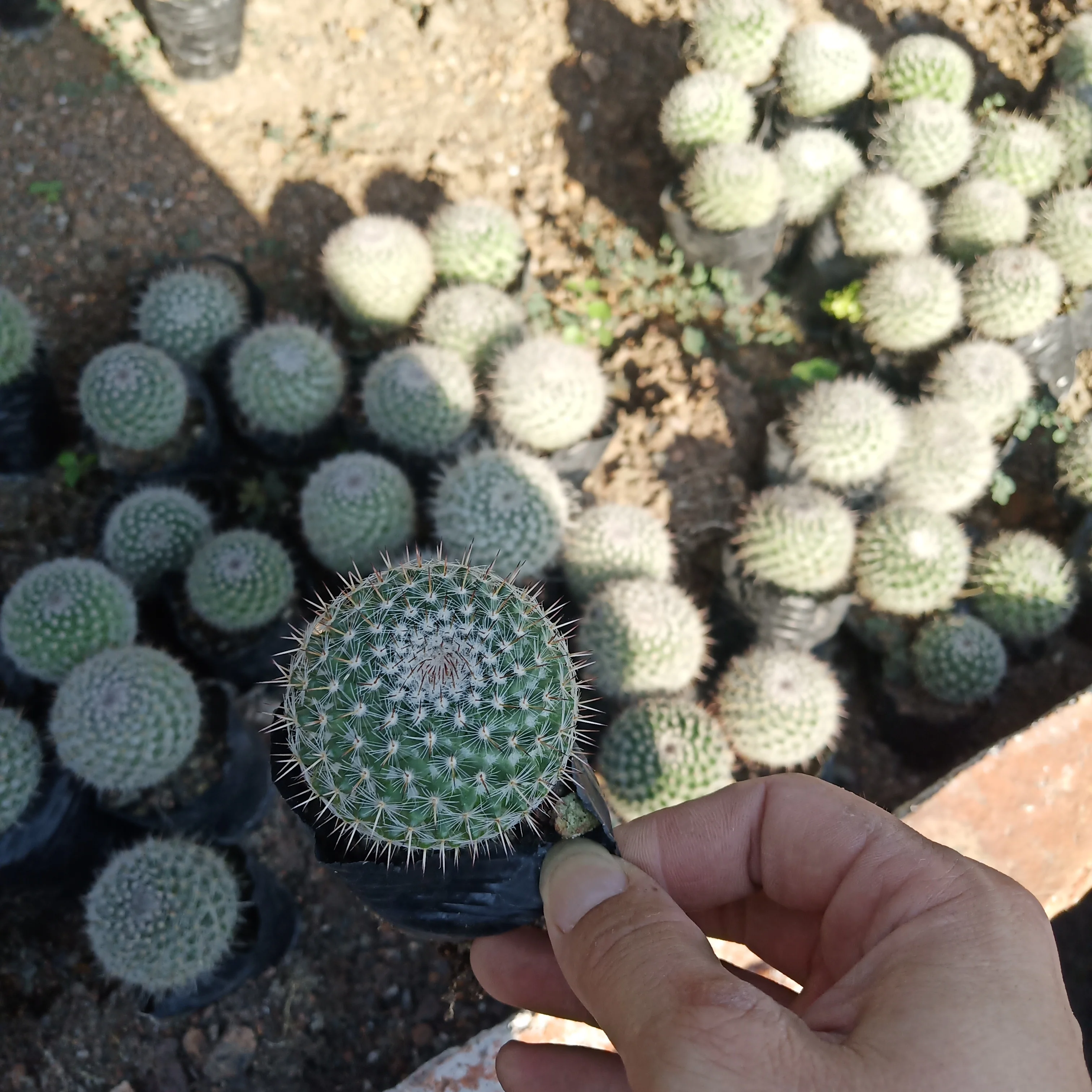 
4cm Top Sale Cacti Succulent Plants Nursery Household Home Decorate Real Mammillaria Hahniana Mini Cactus for garden ornament 