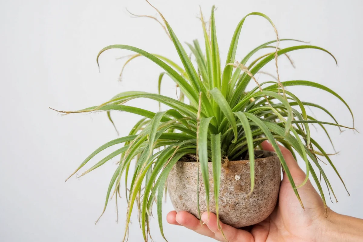 how to keep air plants alive