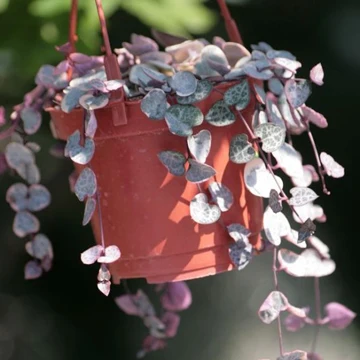 
Pink live plants String of Hearts natural plants 