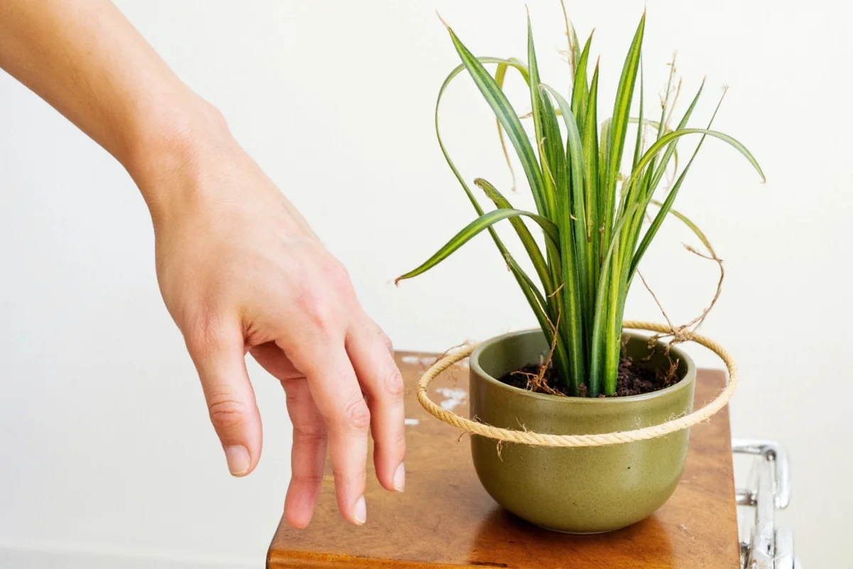 how to care for a ponytail plant