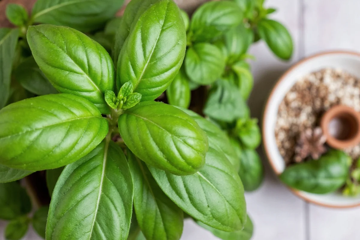 how do i trim my basil plant