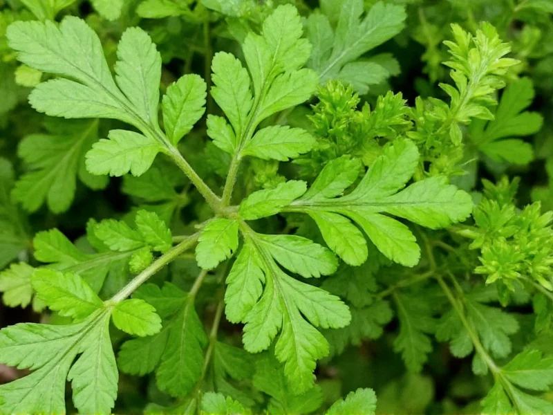 Coriander in Spanish: Clear Terminology Guide