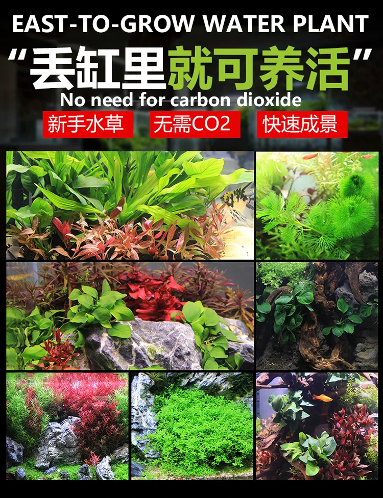 Fish Tank Landscaping Decorative Aquatic Plants Living Fresh Water