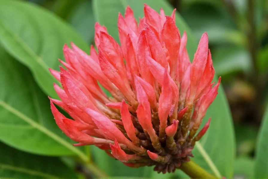 Close-up view of ginger plant showing vibrant yellow and red flower clusters emerging from rhizome