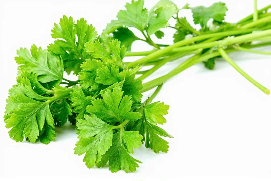 Comparison of fresh cilantro substitutes including parsley, mint, and culantro
