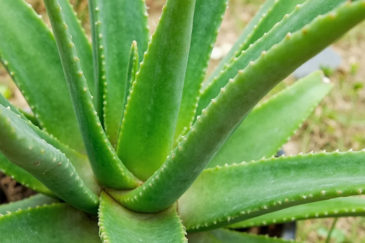 how fast do aloe vera plants grow