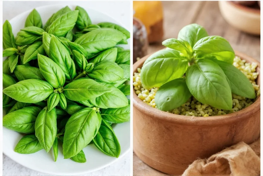 Dried basil in glass jar