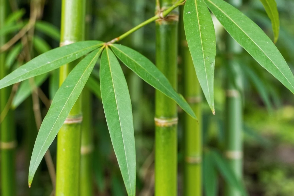What Does a Bamboo Plant Look Like? Visual Guide