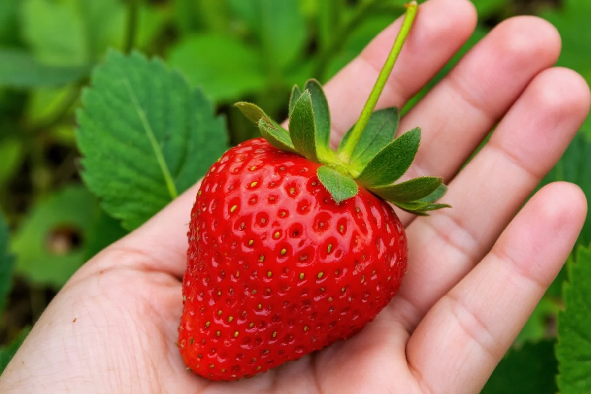 how are strawberries planted