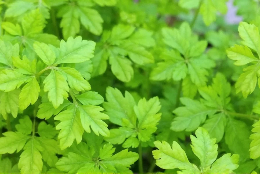 Coriander Benefits: Science-Backed Health Advantages