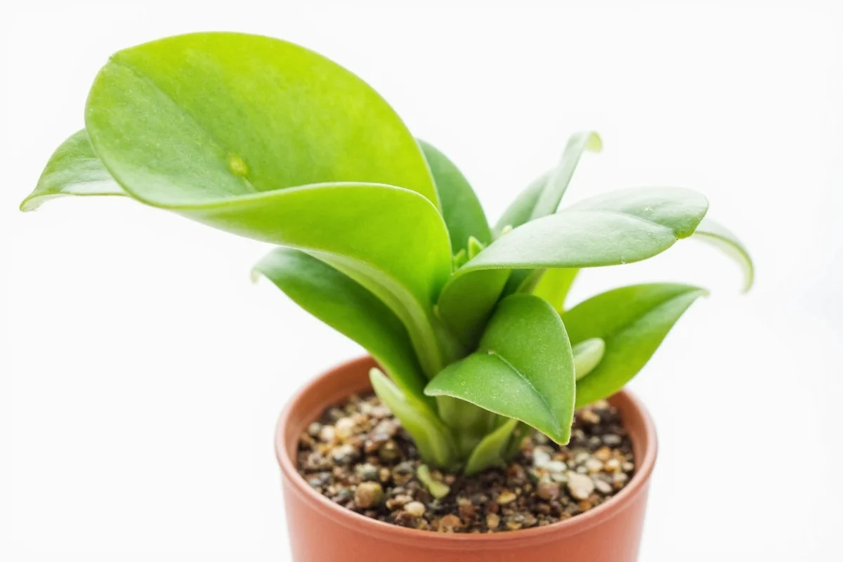 do jade plants flower