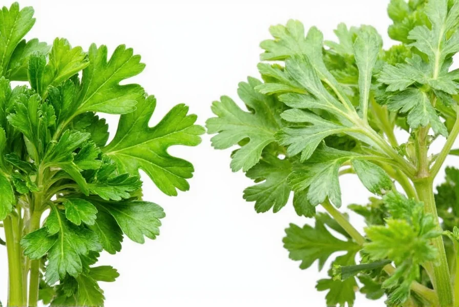 Infographic of Herb Fun Facts