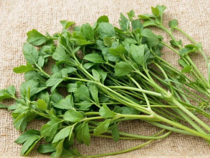 How to Use Oregano Herb: Practical Cooking Guide