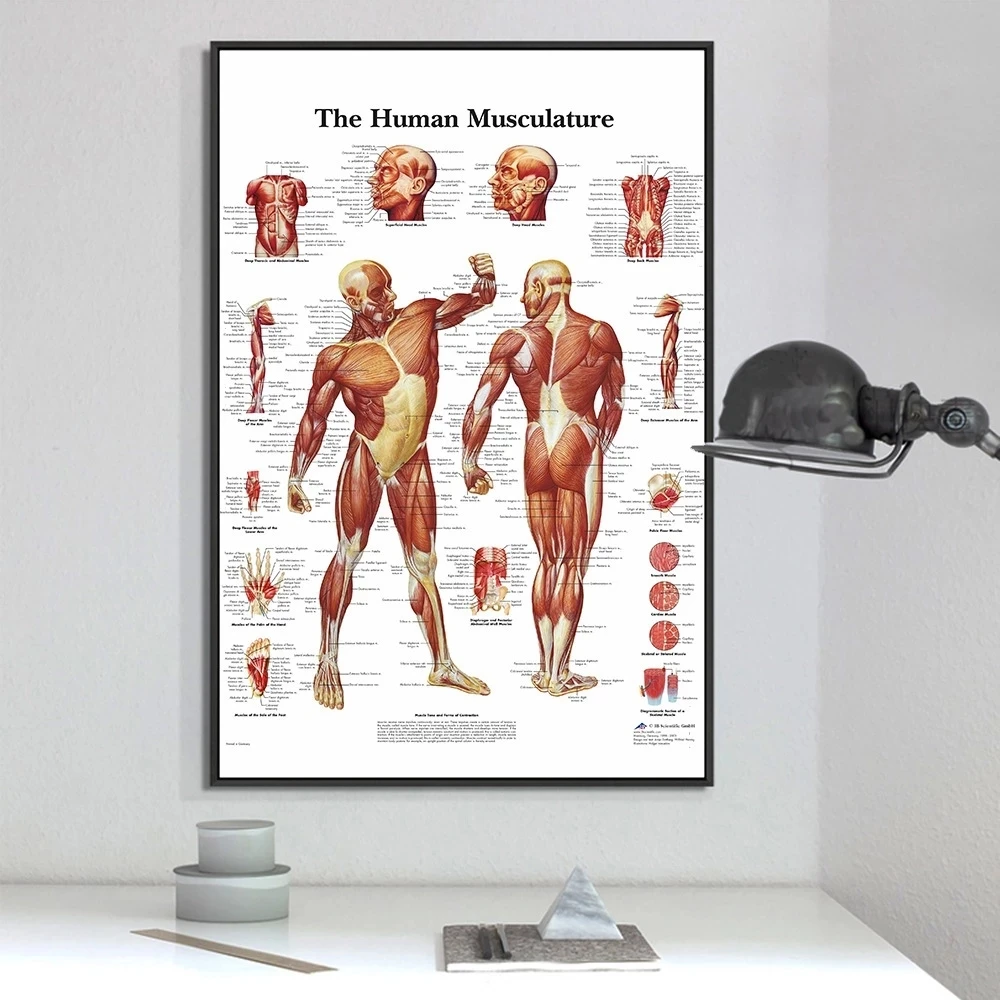 

Modern Human Anatomy Muscles System Art Poster Print Body Map Canvas Painting Wall Pictures for Science Medicine Bedroom Decor