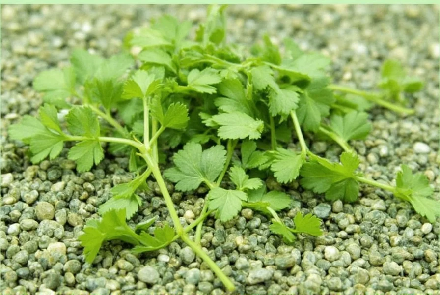 Spice rack showing cilantro seeds
