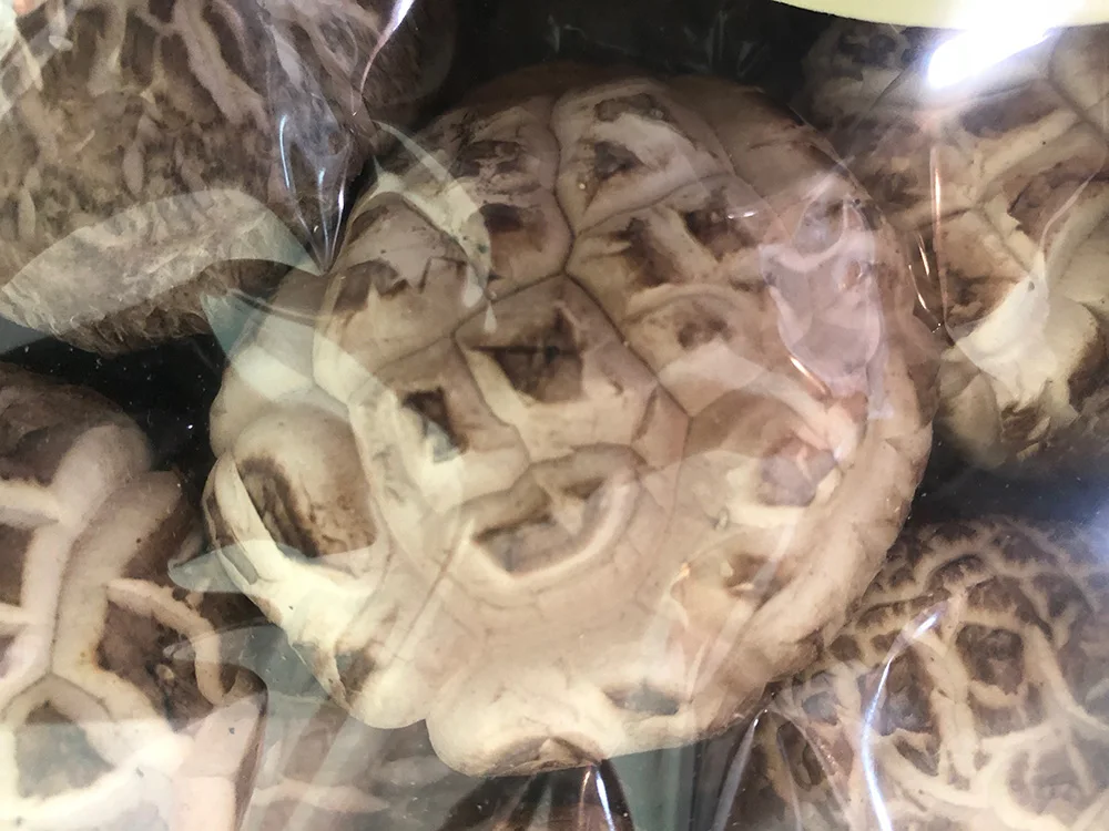 
Wholesale white flower shiitake mushroom dried Japanese for cooking 