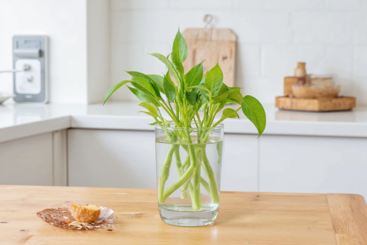 how to plant pothos in water
