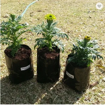 

Black Plastic Seedling Bags Planter Pot