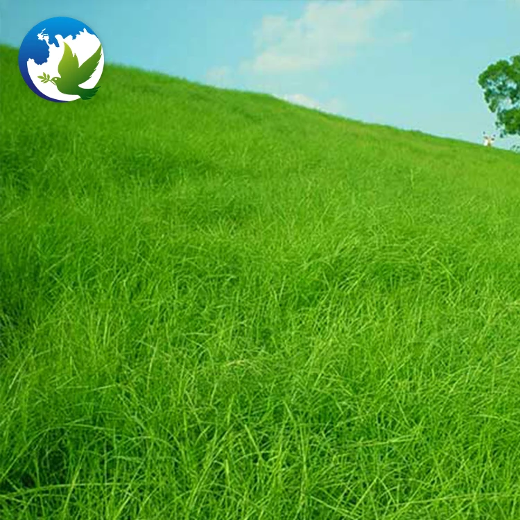 
High Sprouting Rate Bahia Grass Notatum Flugge Paspalum Natatu Seeds Runway Slope Grass Seed For Slope Protection 