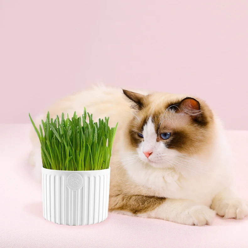 

Organic Catgrass Cat Grass Snack Growing Kit Cat Grass Planting DIY seeds, White,pink,blue