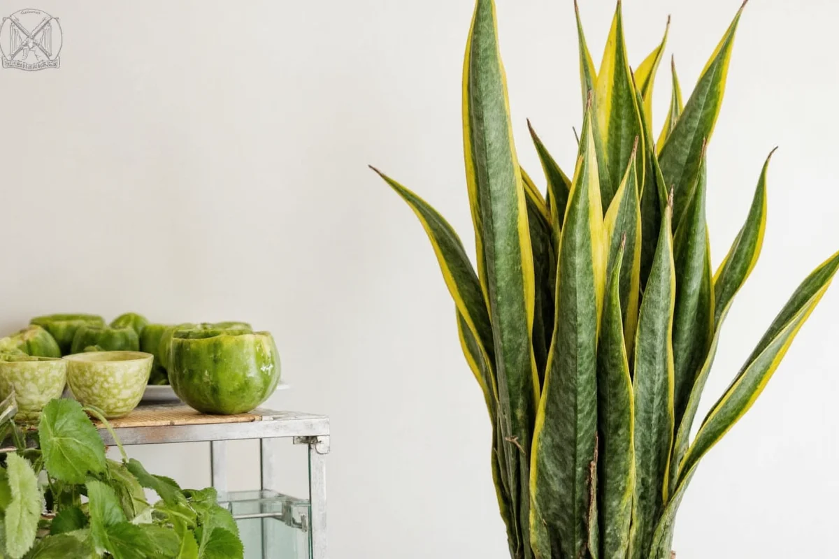 how to divide snake plant