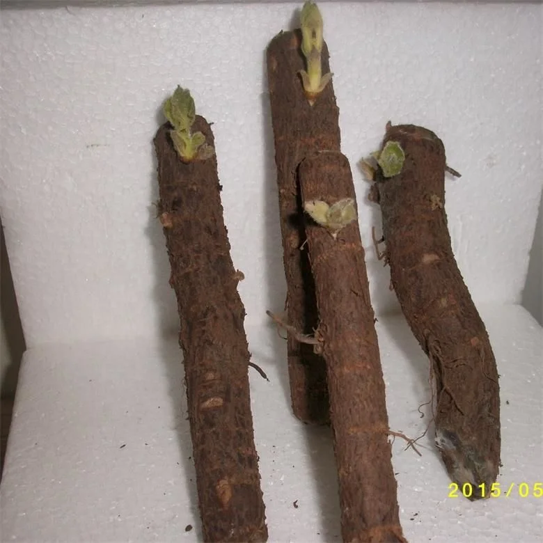 
China hybrid paotong fortunei and tomentosa hybrid royal empress tree paulownia seedling root seeds for planting 