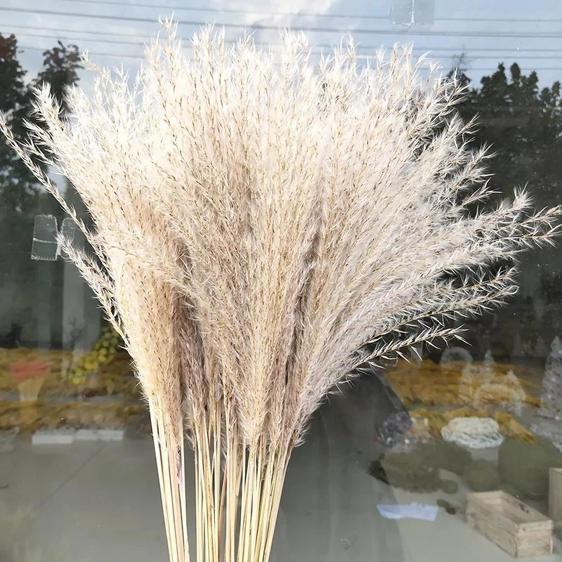 

Dried Pampas Grass Dried Flower Horsetail Pampas Natural Dried Grass