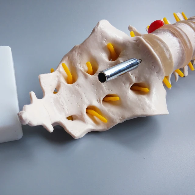 life size human skeleton lumbar vertebrae with the coccyx