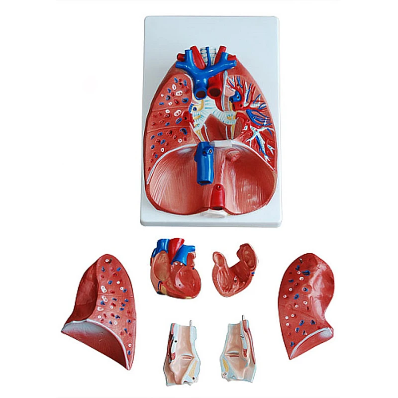 Respiratory System 7- Part Human Lung Model For Medical Display