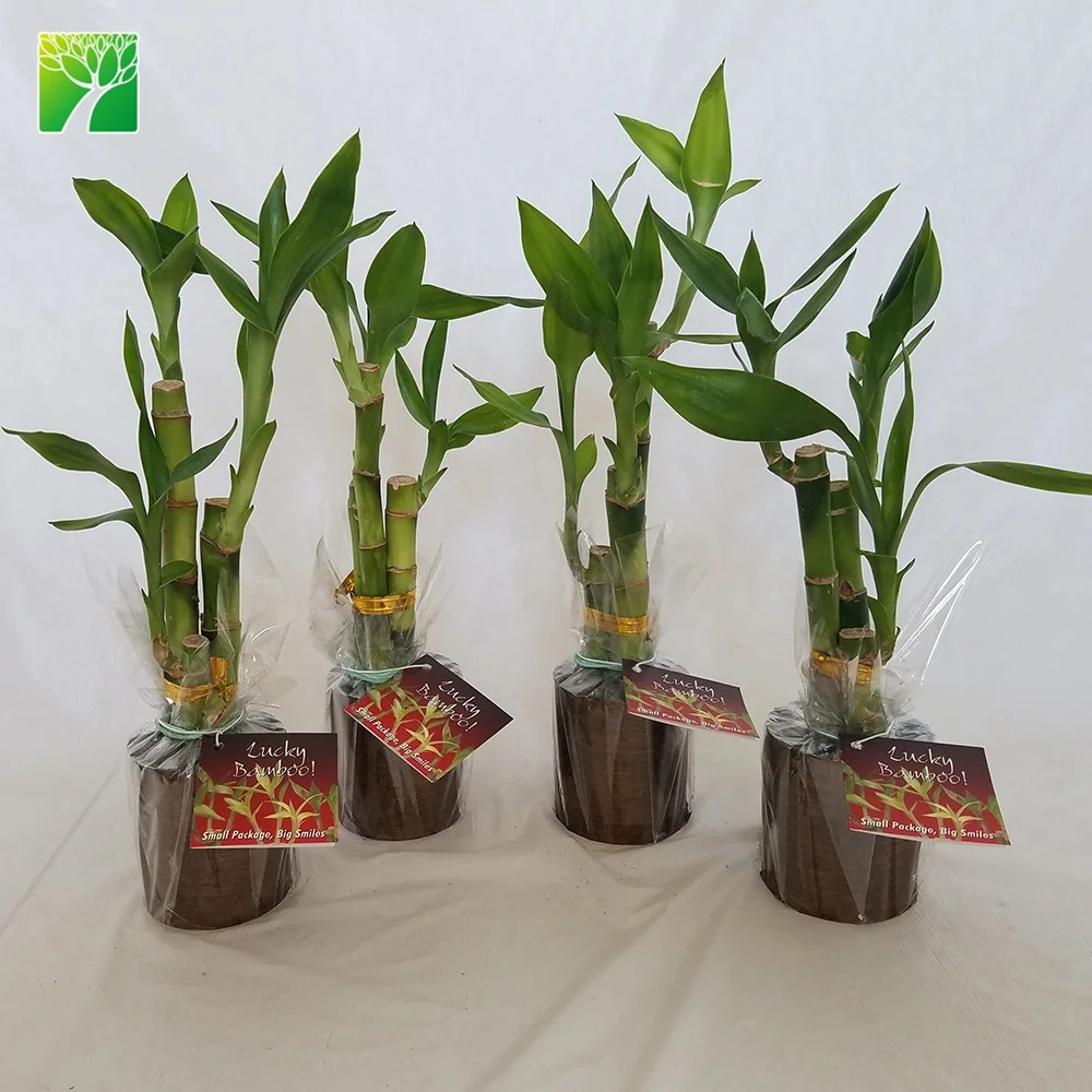 
Cheap wholesale ornamental green foliage plant lucky bamboo Dracaena sanderiana 