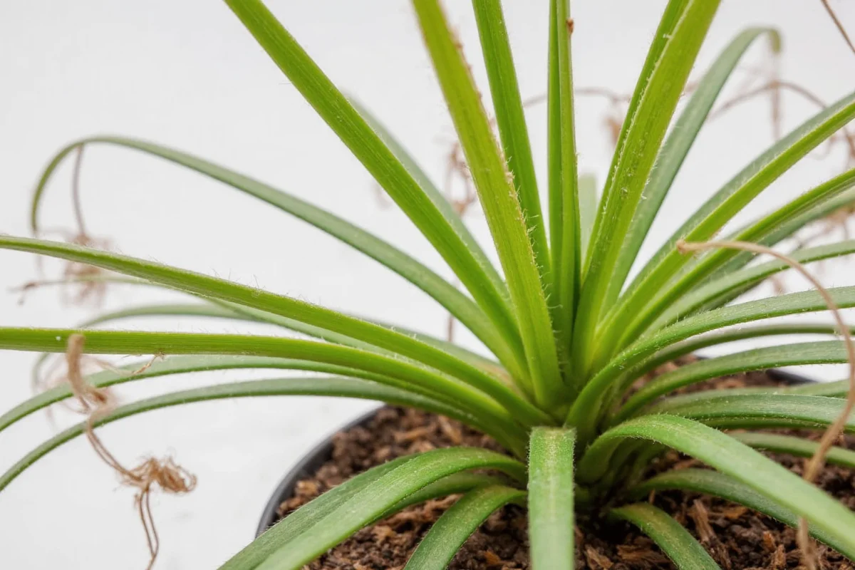how to save a dying spider plant