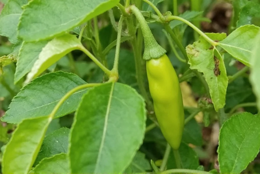 Piper Nigrum: The Science Behind Black Pepper