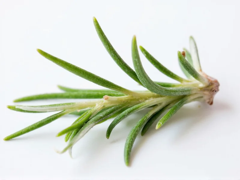 1 Sprig Rosemary to Dried: Exact Conversion Guide