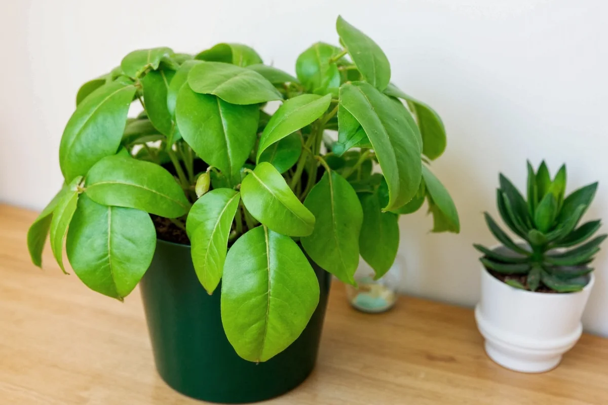how to care for a chinese money plant