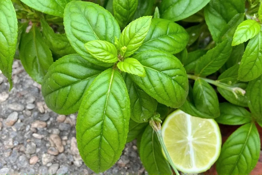Mexican Basil Plant