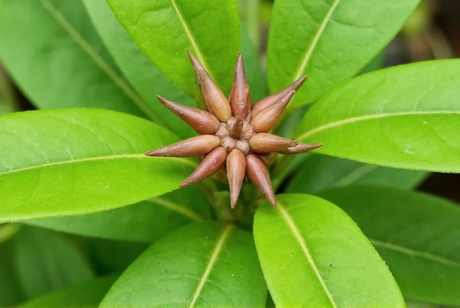 Close-up view of authentic Chinese star anise showing its characteristic eight-pointed star shape and reddish-brown color